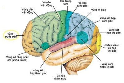  SỰ PHẢN ÁNH CỦA NÃO BỘ THÔNG QUA PHƯƠNG PHÁP ĐO SÓNG NÃO NEUROFEEDBACK 